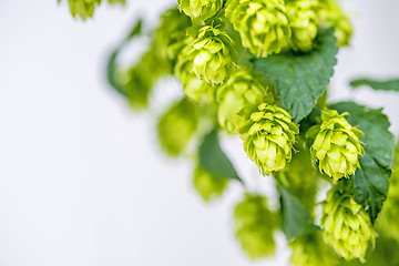 Image showing hops