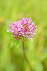 Image showing Red clover, medicinal plant,Trifolium pratense