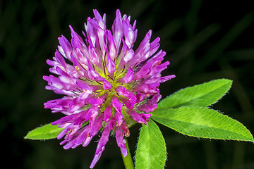 Image showing Red clover, medicinal plant,Trifolium pratense