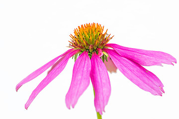 Image showing coneflower, Echinacea purpurea