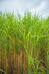 Image showing  switch grass, Miscanthus