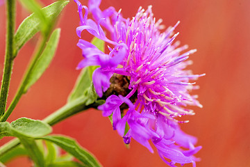 Image showing knapweed bloom