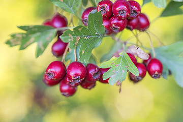 Image showing Hawthorn fruits