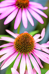 Image showing cone flower, Echinacea purpurea