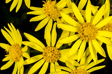 Image showing Groundsel