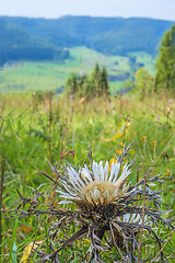 Image showing  Silberdistel, Carlina acaulis, auf der Schw?bischen Alb