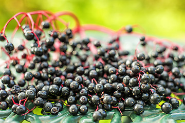 Image showing elder berries