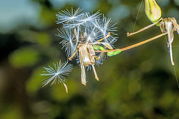 Image showing flying seeds