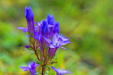 Image showing Knabenkraut, heimische Orchidee