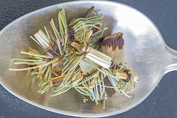 Image showing horse's tail, Equisetum arvense, medicinal plant