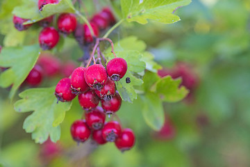 Image showing Hawthorn fruits