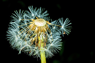 Image showing dandelion seeds