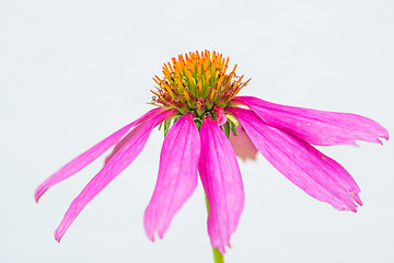 Image showing coneflower, Echinacea purpurea