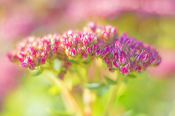 Image showing Sedum