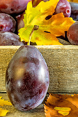 Image showing damson with autumnal leaves