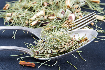 Image showing horse's tail, Equisetum arvense, medicinal plant