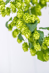 Image showing hops