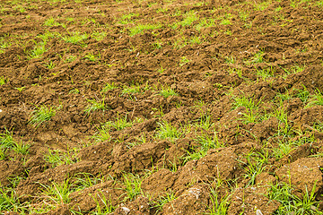 Image showing energy plant szarvasi grass