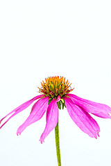 Image showing coneflower, Echinacea purpurea