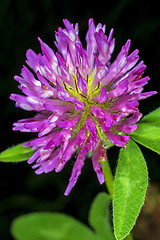 Image showing Red clover, medicinal plant,Trifolium pratense