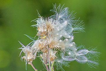Image showing flying seeds