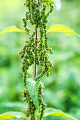 Image showing stinging nettle with eatable seeds