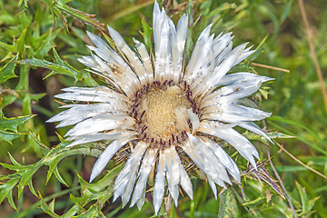 Image showing Carline thistle, Carlina vulgaris