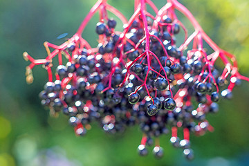 Image showing elder berries