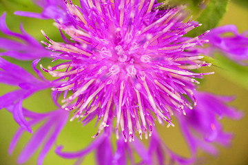 Image showing knapweed bloom