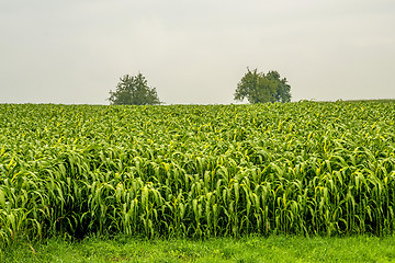 Image showing Sudan grass, Sorghum sudanense, energy plant