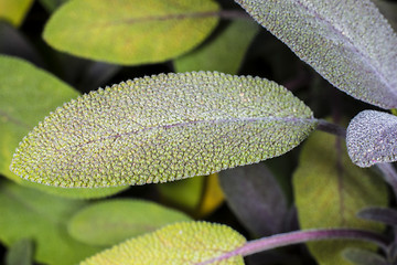 Image showing sage, Salvia officinalis