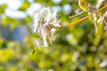 Image showing flying seeds