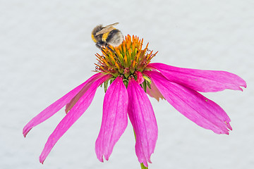 Image showing cone flower, Echinacea purpurea