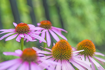 Image showing cone flower, Echinacea purpurea