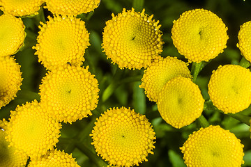 Image showing Margin fern, biologically insecticide