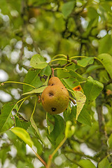 Image showing blossom of a pear tree