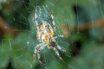 Image showing garden spider, Araneus diadematus