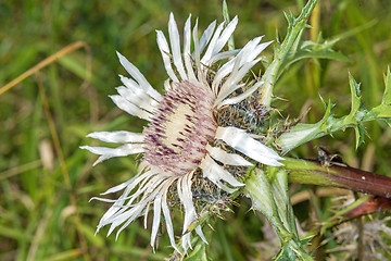 Image showing Carline thistle, Carlina vulgaris