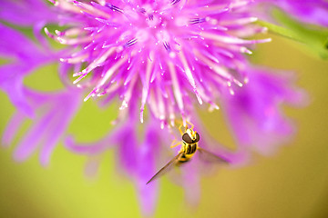 Image showing knapweed bloom