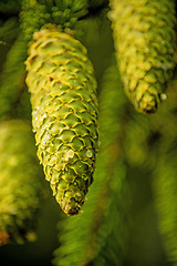 Image showing Fir cone