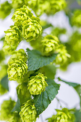 Image showing hops