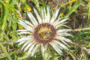 Image showing Carline thistle, Carlina vulgaris