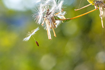 Image showing flying seeds