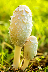 Image showing Father and son mushroom