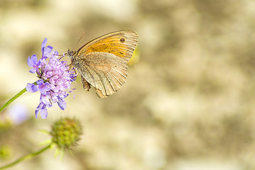 Image showing Meadow Brown, Maniola jurtina