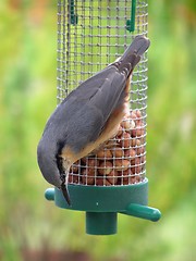 Image showing Nuthatch 2