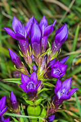 Image showing Knabenkraut, heimische Orchidee