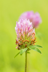 Image showing Red clover, medicinal plant,Trifolium pratense