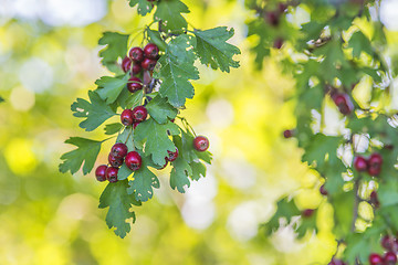 Image showing Hawthorn fruits