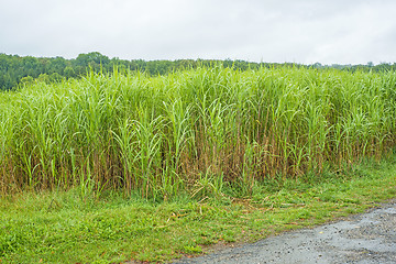 Image showing  switch grass, Miscanthus